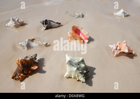 Queen conch shell Stock Photo