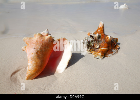 Queen conch shell Stock Photo