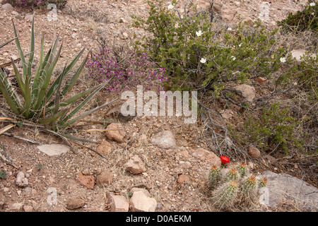 Plants in the desert Stock Photo