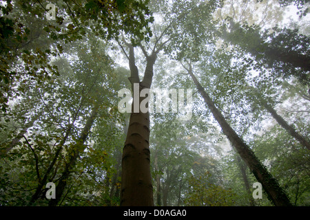 Wooded area in mist, Autumn Stock Photo