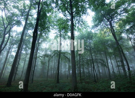 Wooded area in mist, Autumn Stock Photo