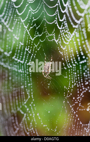 Cross or garden spider, Araneus diadematus, on a web Stock Photo