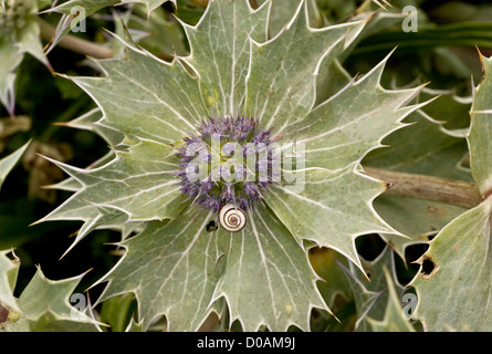 Sea-holly (Eryngium maritimum) in flower, with young banded snail, on shingle at Weymouth, Dorset, UK Stock Photo