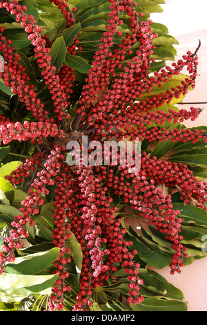 Umbrella Tree, Australian Ivy Palm, Australian Cabbage-Tree, Australian Umbrella Tree, Schefflera actinophylla, Araliaceae. Stock Photo