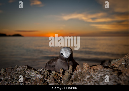 A brown noddy found resting on a rock on the beach during sunset in West Sumatra, Indonesia Stock Photo