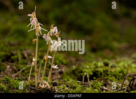 Ghost Orchid, Epipogium aphyllum in deep shade woodland in south Germany. recently re-discovered, and very rare, in the UK. Stock Photo