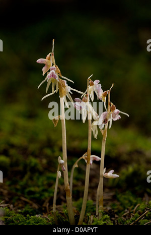 Ghost Orchid, Epipogium aphyllum in deep shade woodland in south Germany. recently re-discovered, and very rare, in the UK. Stock Photo