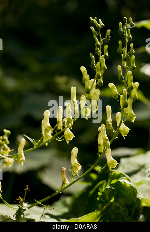 Wolfsbane (Aconitum lycoctonum ssp. vulparia) in flower, close-up, Italian Alps. Stock Photo