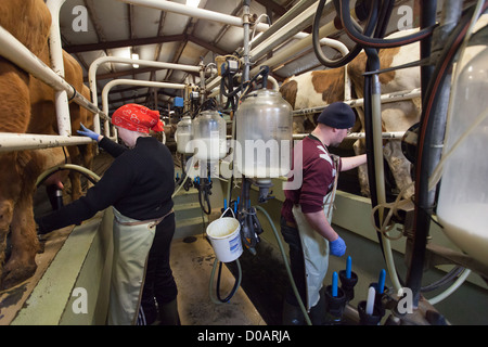 FARMERS DURING THE MILKING OF THE COWS MILKING ROOM FARM IN THE NORTHWEST OF ICELAND EUROPE Stock Photo