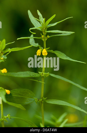 Small Cow-wheat (Melampyrum sylvaticum) in flower, close-up. Uncommon plant in northern Britain. Stock Photo