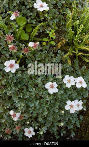 A pink cinquefoil (Potentilla nitida) in flower in the limestone alps Stock Photo