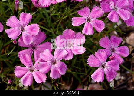 Three-veined Pink (Dianthus pavonius) in flower, close-up, Italian Alps Stock Photo