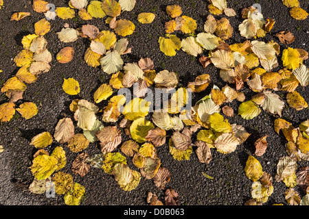 Fallen golden Autumn leaves from hazel tree on road. England UK Stock Photo