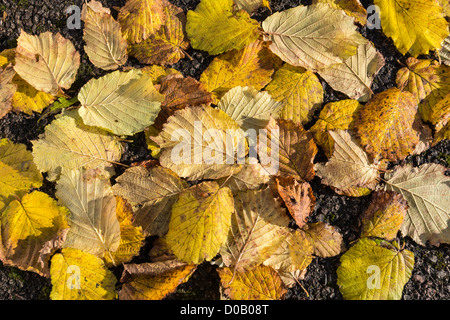 Fallen golden Autumn leaves from hazel tree on road. England UK Stock Photo