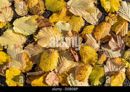 Fallen golden Autumn leaves from hazel tree on road. England UK Stock Photo