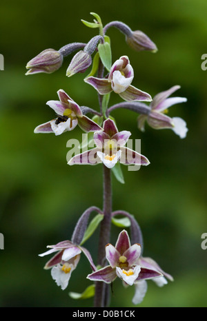 Marsh Helleborine (Epipactis palustris) in flower, close-up Stock Photo