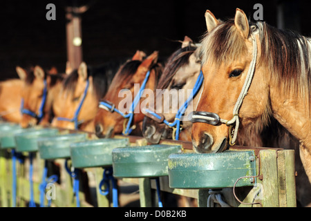 HENSON HORSE HENSON-MARQUENTERRE EQUESTRIAN CENTER SAINT-QUENTIN-EN-TOURMONT SOMME (80) FRANCE Stock Photo