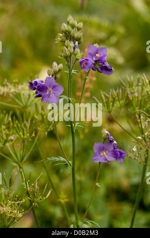 Jacob's-ladder (Polemonium caeruleum) in flower. Uncommon UK plant. Stock Photo