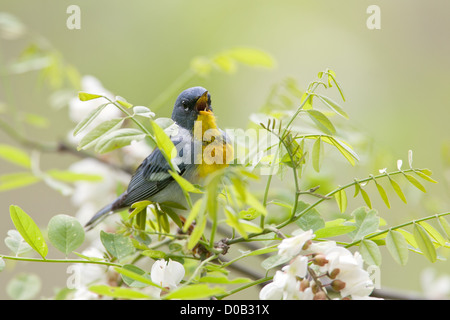 Northern parula warbler warblers perching singing in Black Locust Flowers blooms blossoms Stock Photo