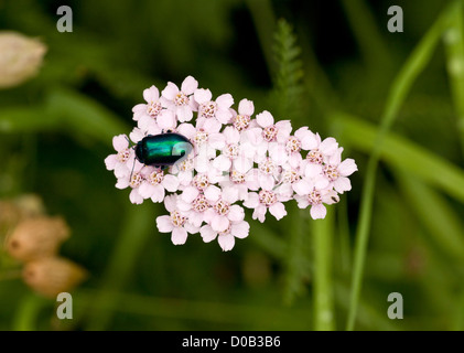 Leaf beetle (Chrysomelidae) on yarrow plant (Achillea millefolium) close-up Stock Photo