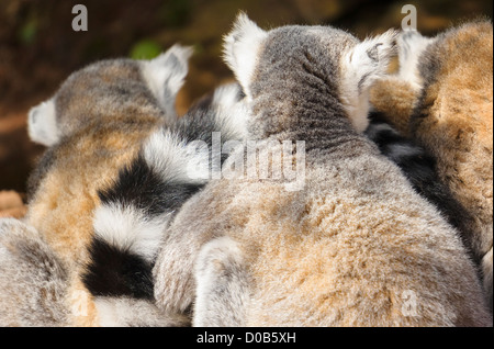 Ring Tailed Lemurs resting in woodland at the Lake District Wild Animal Park. Stock Photo