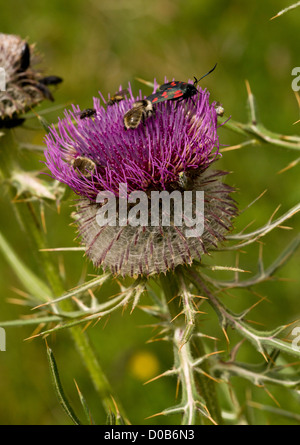 Woolly Thistle (Cirsium eriophorum) flower head being visited by nectaring insects, especially bees and burnet moth, close-up Stock Photo
