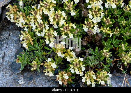 Mountain Germander (Teucrium montanum) in flower on rocky slope, Mont Cenis pass, France Stock Photo