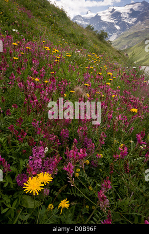 Flowery high pastures, with Mountain Sainfoin etc. on the Col de L'Iseran, Vanoise National Park, French Alps. Stock Photo
