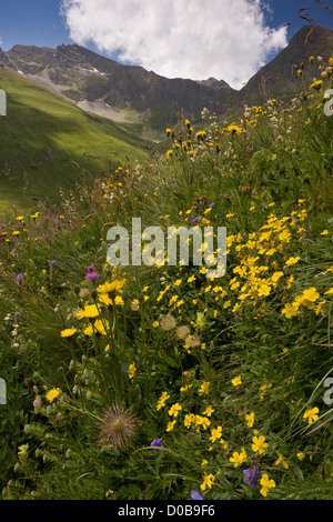 Flowery high pastures, with rock-rose, mountain sainfoin etc. on the Col de L'Iseran, Vanoise National Park, French Alps. Stock Photo
