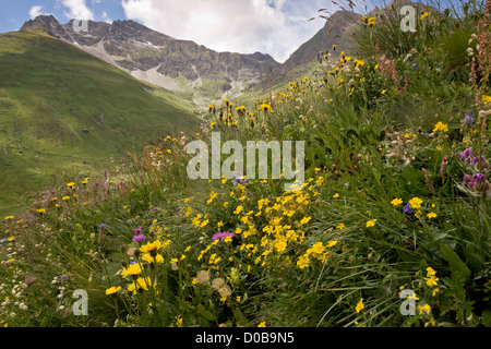 Flowery high pastures, with rock-rose and sainfoins, Col de L'Iseran, Vanoise National Park, French Alps. Stock Photo
