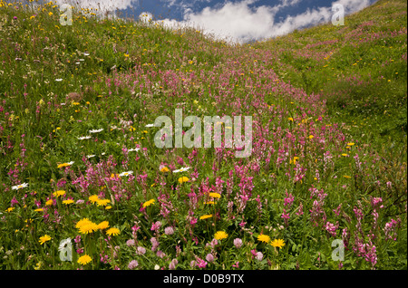 Flowery high pastures, with mountain sainfoin, Col de L'Iseran, Vanoise National Park, French Alps Stock Photo