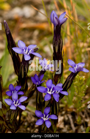 Snow Gentian (Gentiana nivalis) in flower, Alps. Rare high-altitude annual plant. Stock Photo