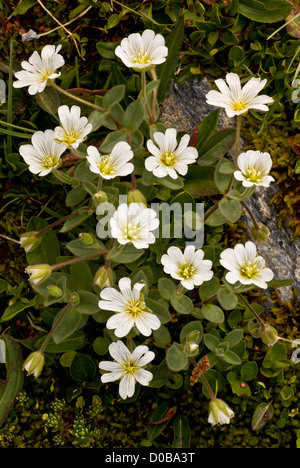 Glacier Mouse-ear (Cerastium uniflorum) high in the Vanoise National Park, French Alps Stock Photo