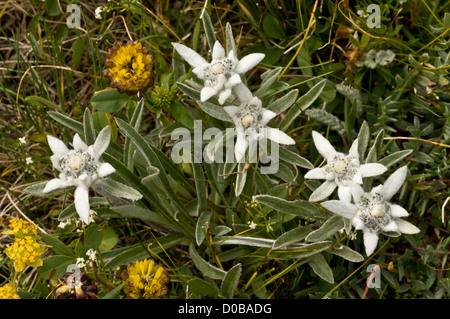 Edelweiss (Leontopodium alpinum) in flower, Alps. Iconic alpine flower. Stock Photo