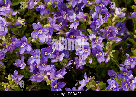 Rock Speedwell (Veronica fruticans) in flower; close-up, Mont Cenis, French Alps Stock Photo