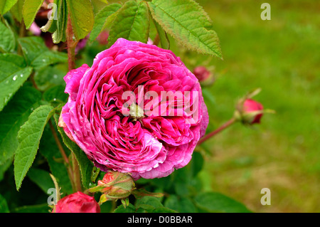 Rosa Gallica 'Alfieri' (Breed by Vibert, 1833), in june. Rose garden, 'La Cour de Commer', Mayenne, Loire country, France. Stock Photo