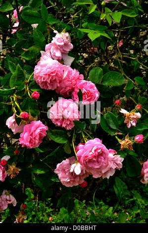 Rosa Gallica 'Belle Amour' (France, 1940). Rose garden :  'La Cour de Commer', Mayenne, Loire country, France. Stock Photo