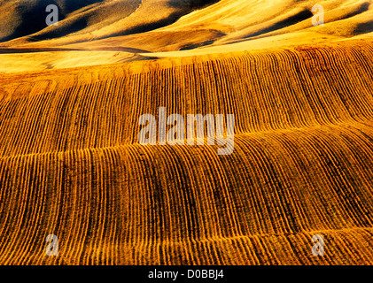 Rows of furrows for crops growing in agricultural field Stock Photo