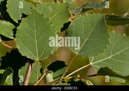 Aspen leaves (Populus tremula) close-up Stock Photo