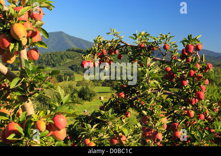 Apple Orchard, Roseland, Nelson County, Virginia, USA Stock Photo