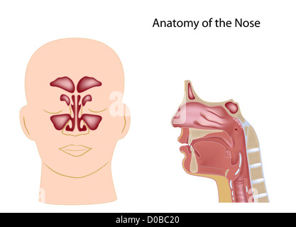 Nose anatomy, labeled Stock Photo - Alamy