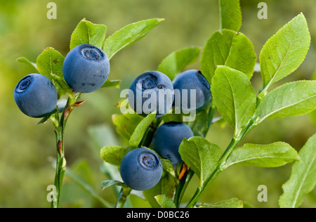 Bilberries (Vaccinium myrtillus) late summer, close-up Stock Photo