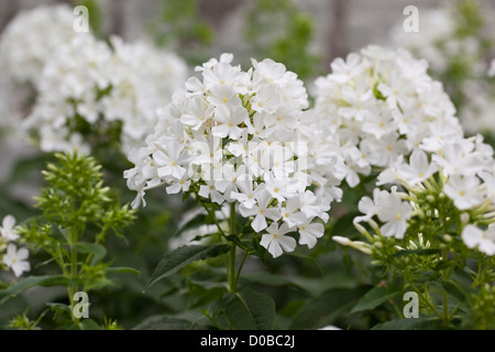 Close of up white Phlox paniculata flowering in an English summer garden, UK Stock Photo