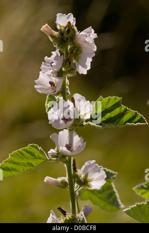 Marshmallow (Althaea officinalis) in flower, late summer, close-up Stock Photo