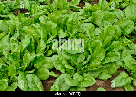 Vegetable plot of spinach (Spinacia oleracea), variety : 'Matador', in june, in a vegetable garden. Stock Photo