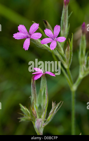 Deptford Pink, Dianthus armeria in flower. Rare and decreasing in the UK. Stock Photo