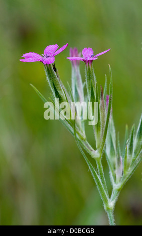 Deptford Pink (Dianthus armeria) in flower, close-up. Rare and decreasing in the UK. Stock Photo