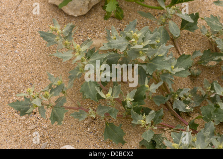 Frosted Orache (Atriplex laciniata) at the tideline on sandy shore. Stock Photo