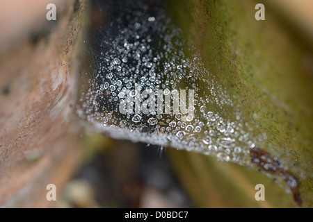 Raindrops on a spider's web between two garden plant pots Stock Photo