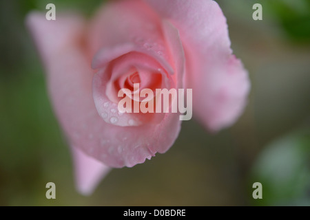 Single Pink Rose in an English Garden with raindrops Stock Photo